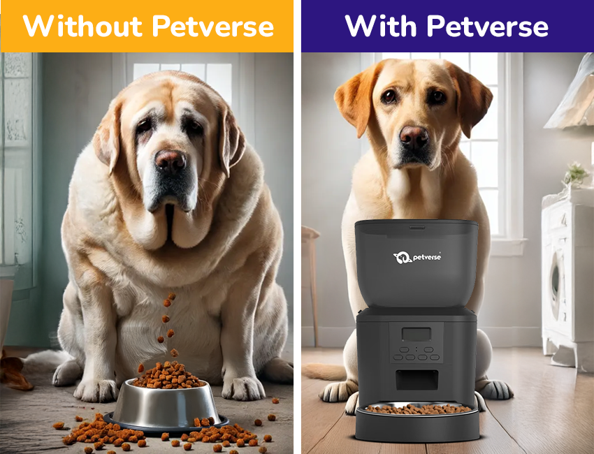 Pet with and without Petverse Automatic Feeder