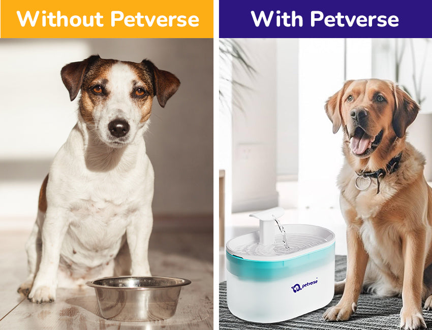 Pet with and without Automatic Dog Water Fountain