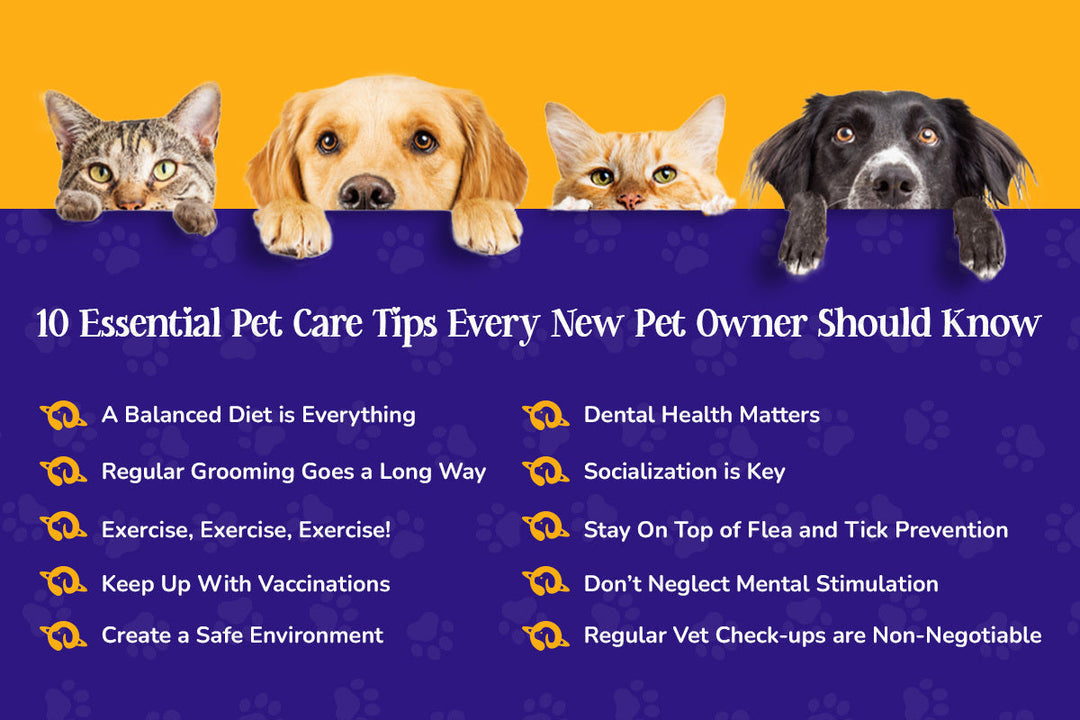 Essential pet care tips from petverse brand to every new pet owner should know