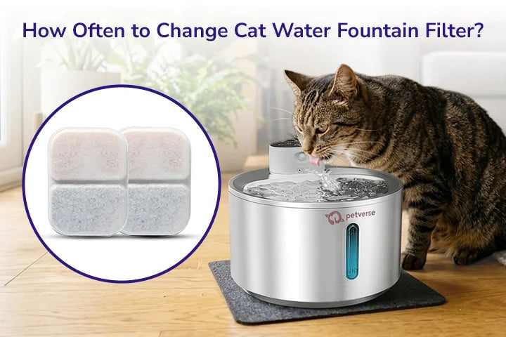 How Often to Change Cat Water Fountain Filter?