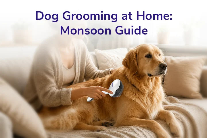 Dog Grooming at Home: Monsoon Guide