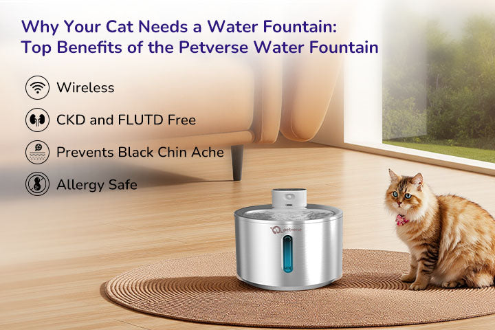 Cats need a Petverse water fountain because it is wireless and helps prevent black chin acne