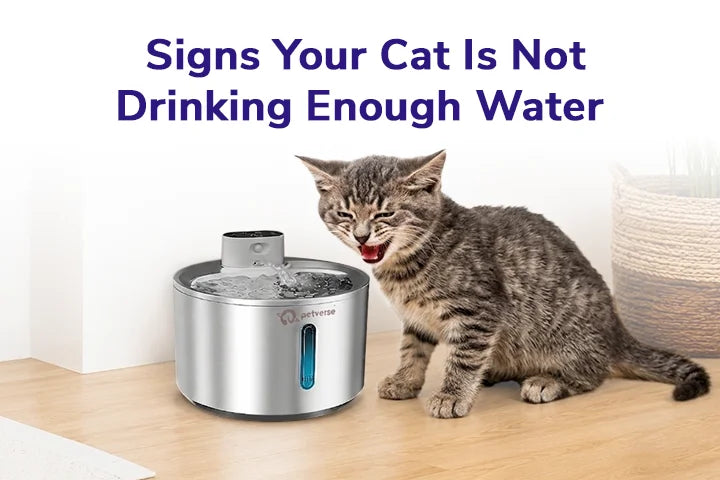 Signs Your Cat Is Not Drinking Enough Water