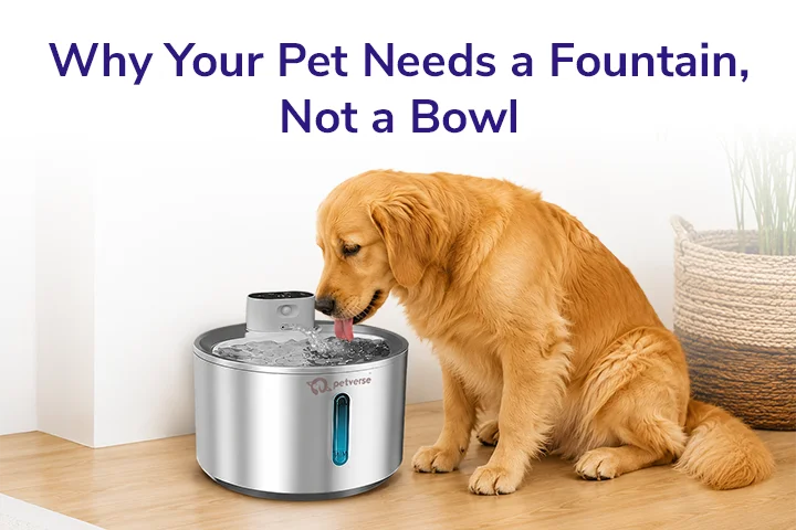 Why Your Pet Needs a Fountain, Not a Bowl