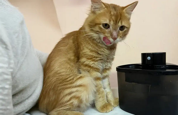 Dr. Rakesh Mehta, Mumbai