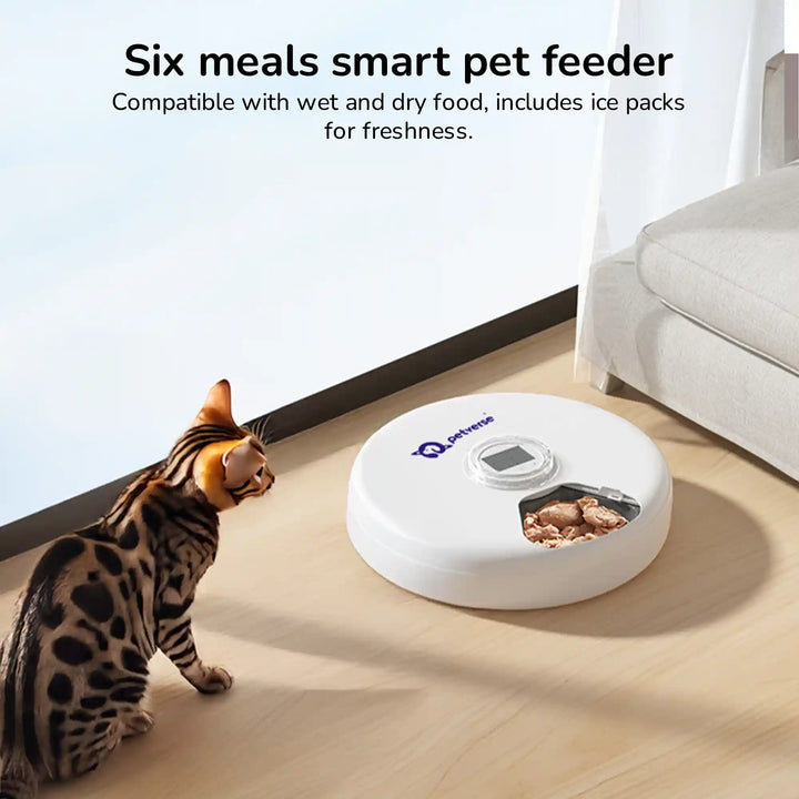 Cat approaching a 6-meal automatic pet feeder for scheduled feeding.