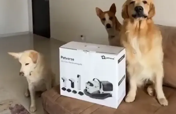 Three dogs sitting behind a boxed all-in-one pet grooming kit with multiple grooming accessories.