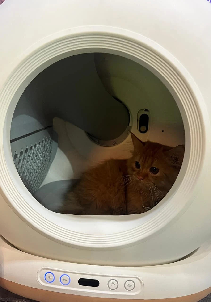 Cat sitting inside a modern automatic self-cleaning litter box.