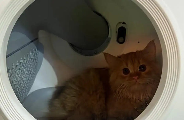 Neha Banerjee, Kolkata