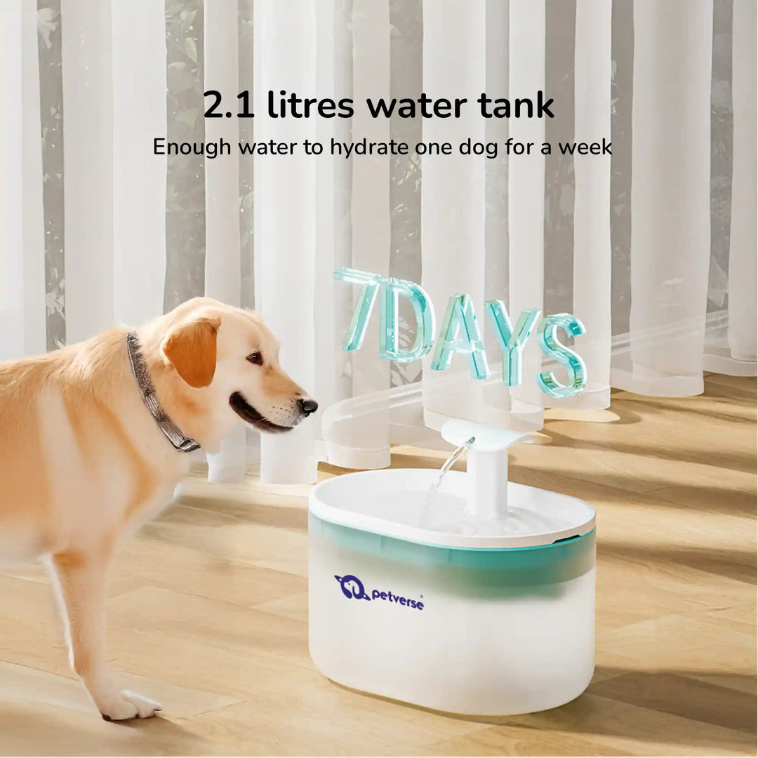 Dog drinking water from 2.1L automatic water fountain