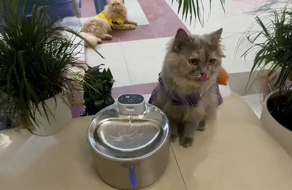 Sadana Singh, Jaipur