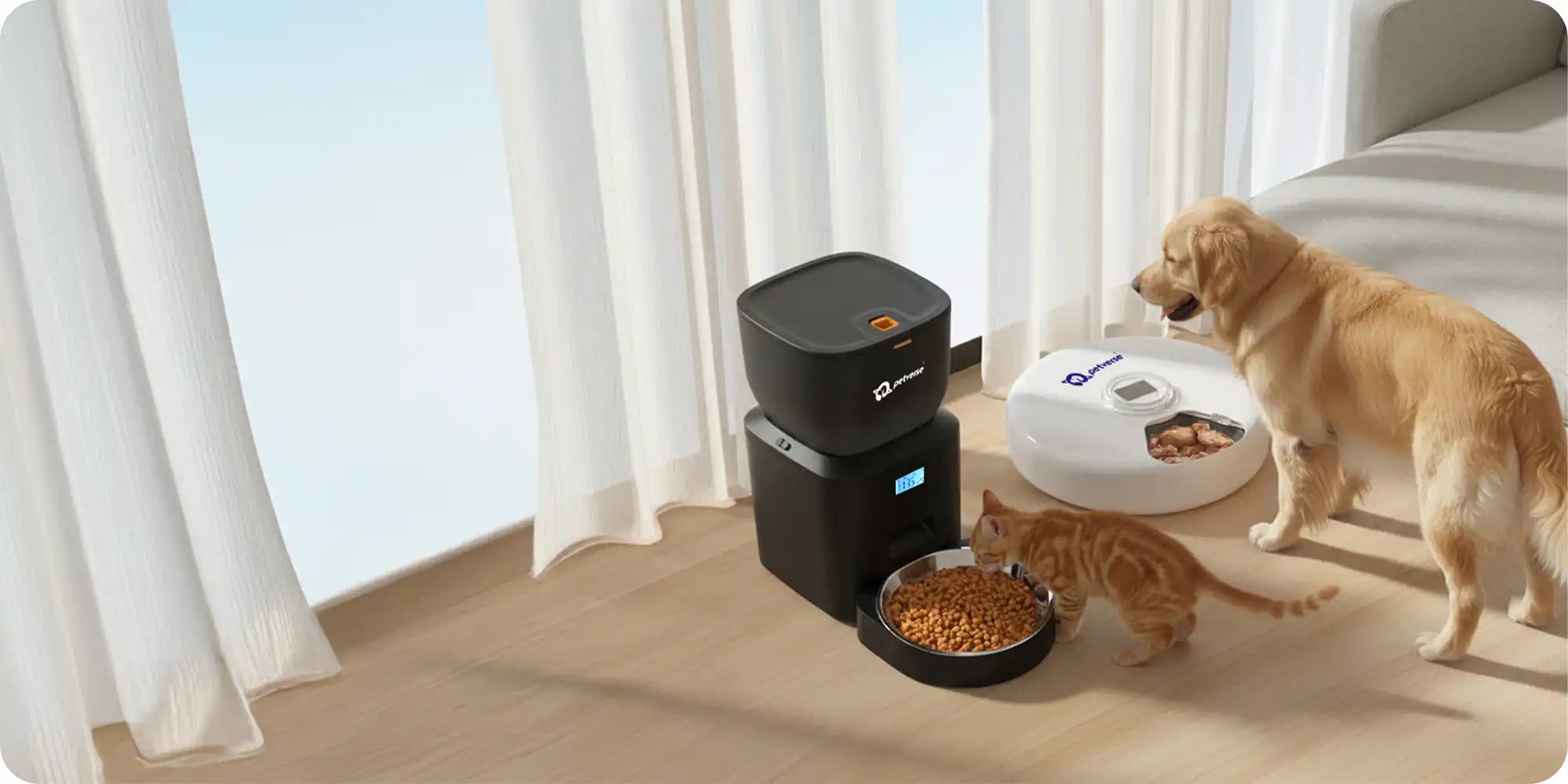 A golden retriever dog and orange kitten eating from two automatic pet feeders on a wooden floor near white curtains