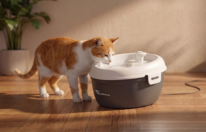 Cat drinking water from a Oral Care Pet Water Fountain