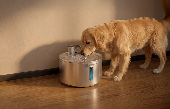 Dog drinking water from a Smart Motion Sensor Pet Water Fountain 