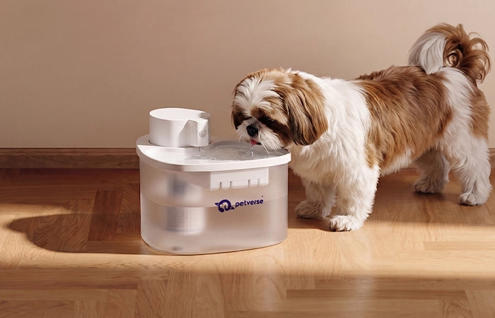 Dog drinking water from a pet water fountain on a wooden floor.