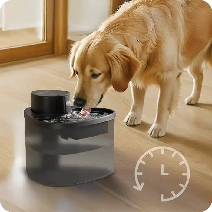 A golden retriever dog drinking from a black pet water fountain on a wooden floor with a timer icon.