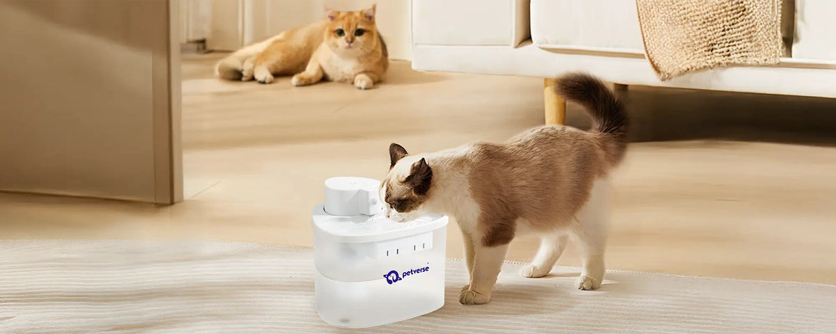 “Cat drinking from a white Petverse branded automatic water fountain with another cat lying in the background.