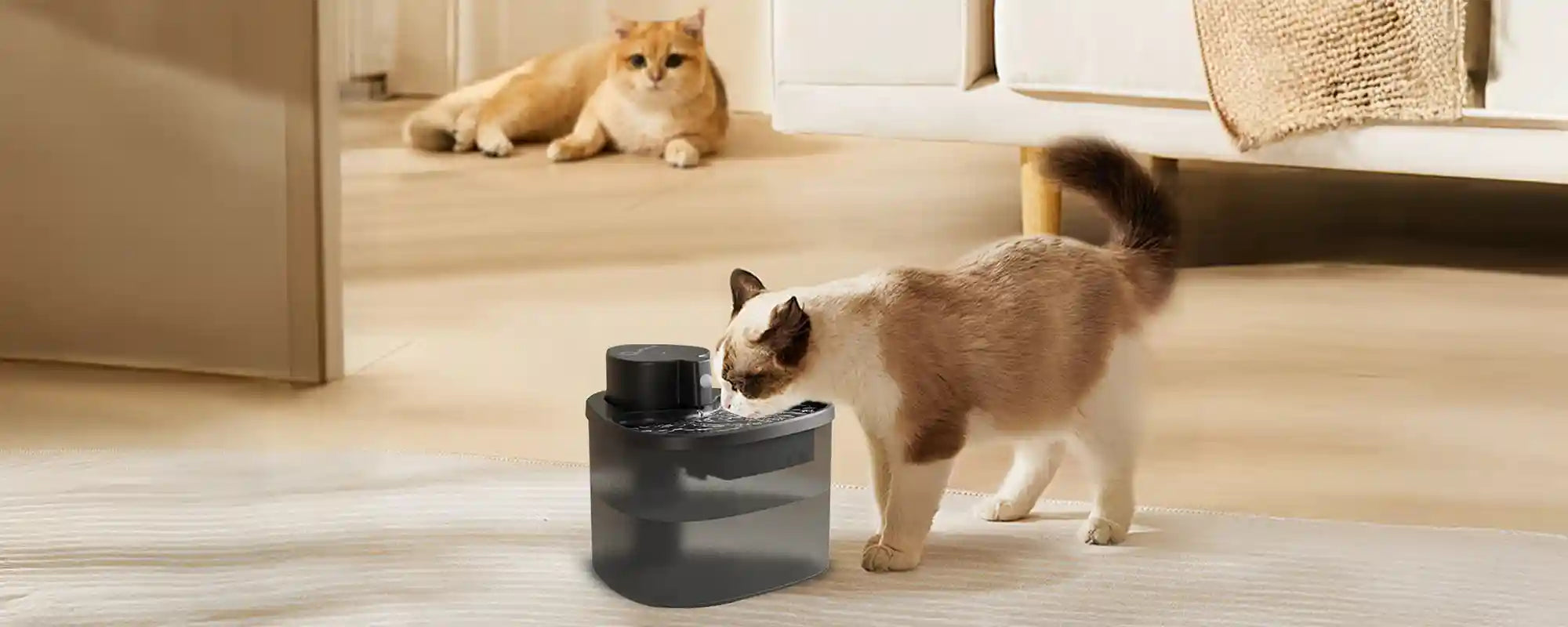 Two cats in a bright room, with one cat drinking from a black pet water fountain and another cat lying on the floor.