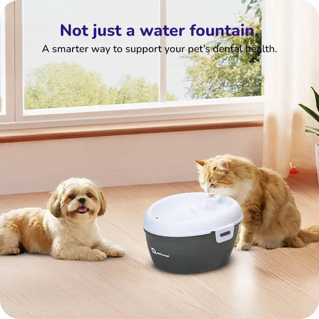 A cat and dog drinking fresh flowing water from a smart pet water fountain designed to support daily hydration and dental health.