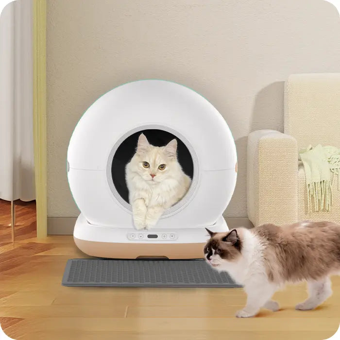 White automatic cat litter box with a cream‑colored cat inside and another cat approaching.