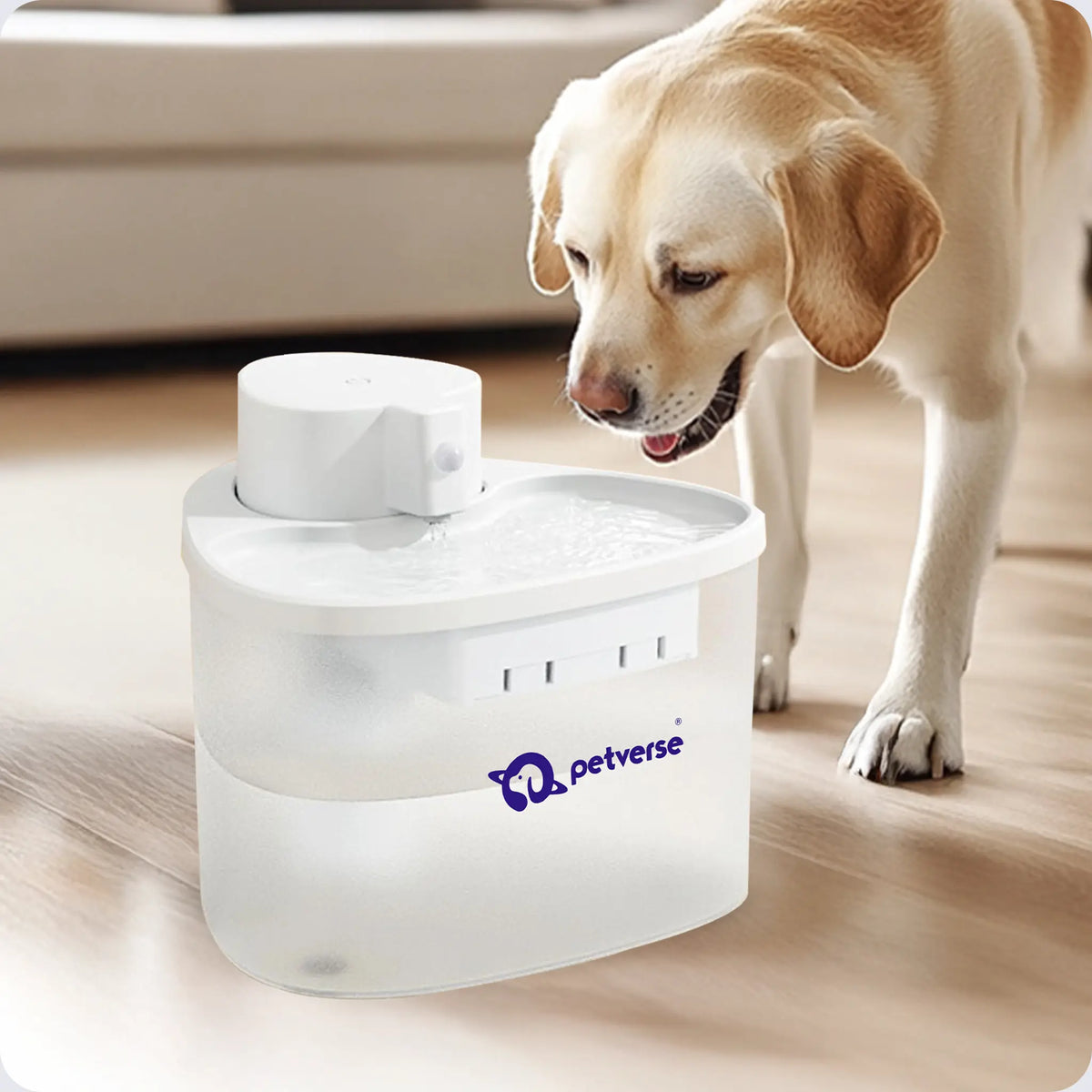 Dog drinking from a white pet water fountain with transparent base on a living room floor.