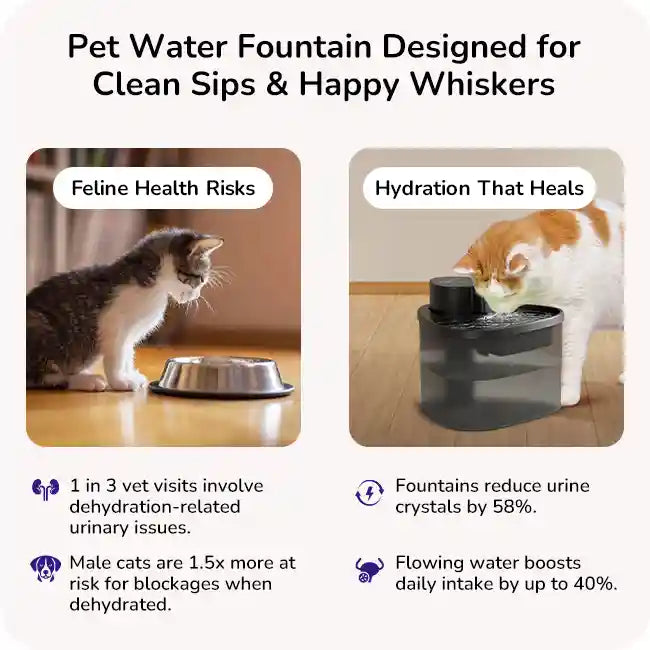 Pet water fountain benefits with cat at bowl vs cat at flowing water fountain