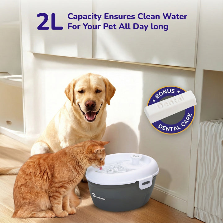 Automatic pet water fountain with clean water flow and oral care feature highlighted