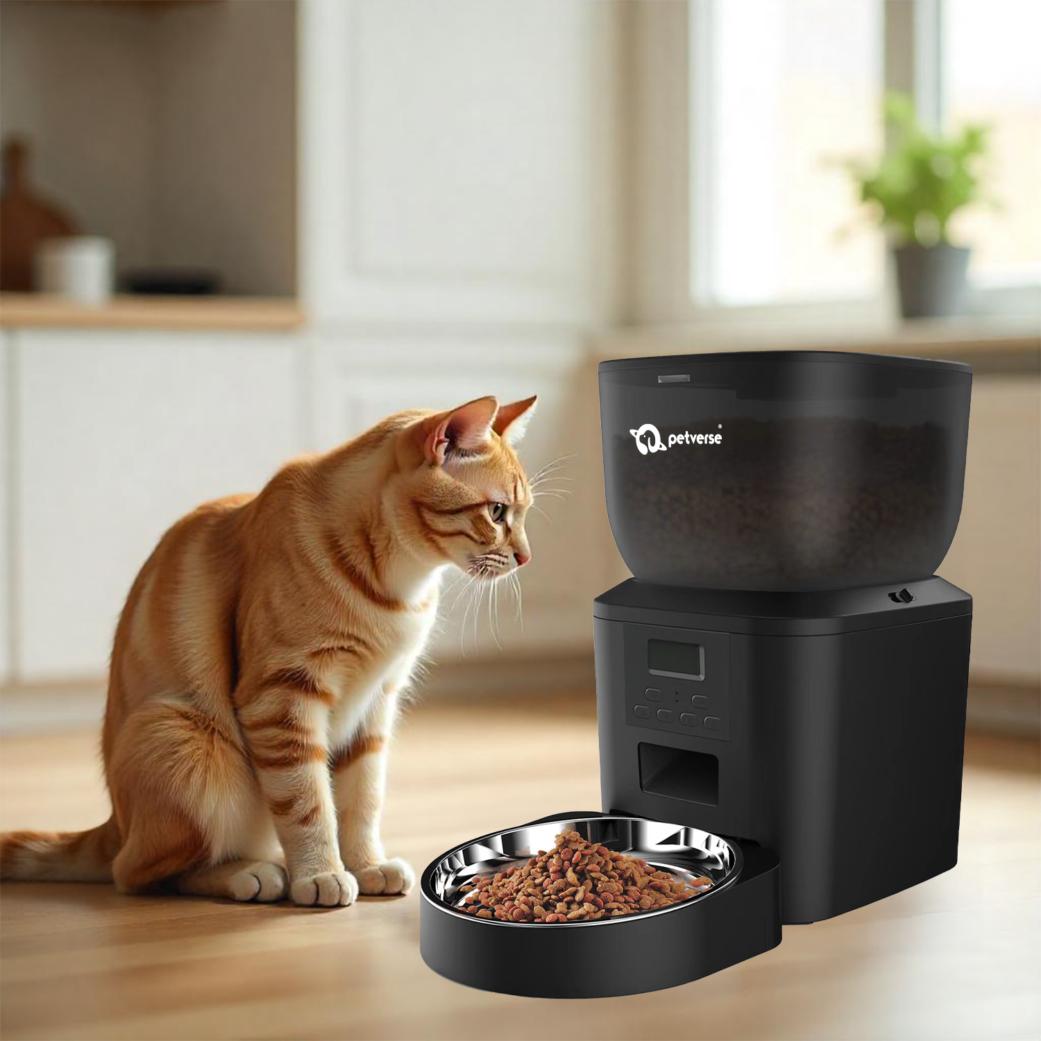 Cat Collection