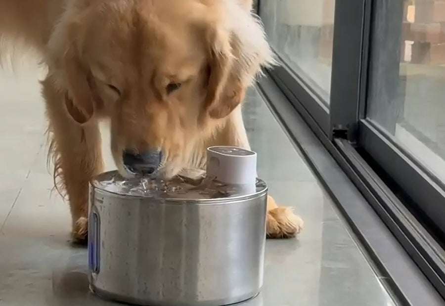 Cat drinking from 4L black pet water fountain