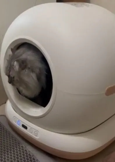 Cat sitting comfortably inside an automatic self-cleaning litter box