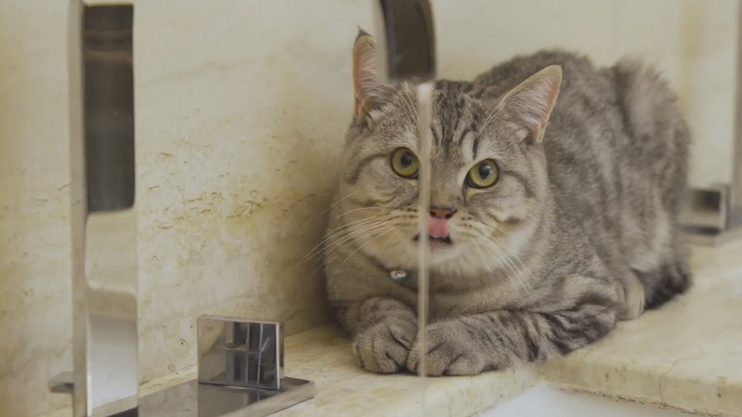 Oral Care Pet Water Fountain