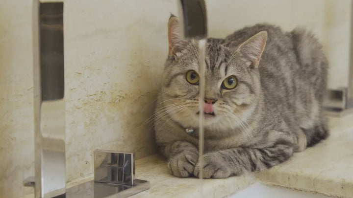 Oral Care Pet Water Fountain